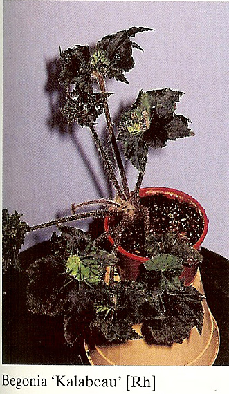 B. ‘Kalabeau’